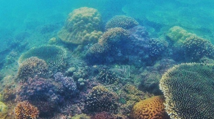 Swim with the fishes and pass by colorful corals in Kuliatan Marine ...